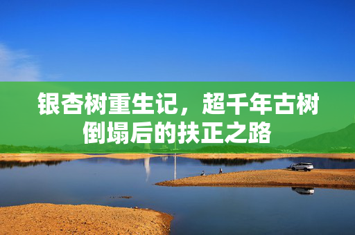 银杏树重生记，超千年古树倒塌后的扶正之路