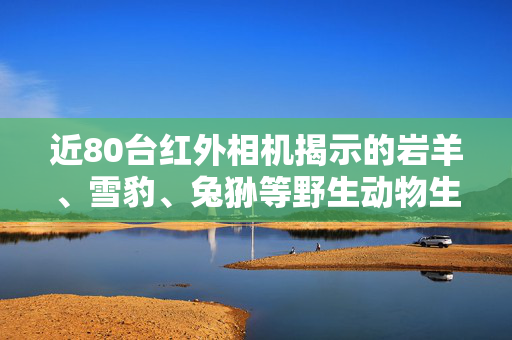 近80台红外相机揭示的岩羊、雪豹、兔狲等野生动物生态观察之旅