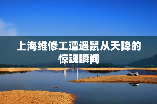上海维修工遭遇鼠从天降的惊魂瞬间