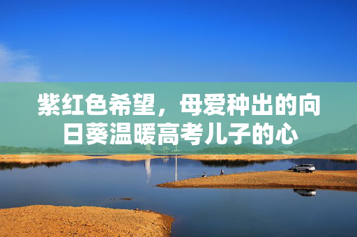 紫红色希望，母爱种出的向日葵温暖高考儿子的心