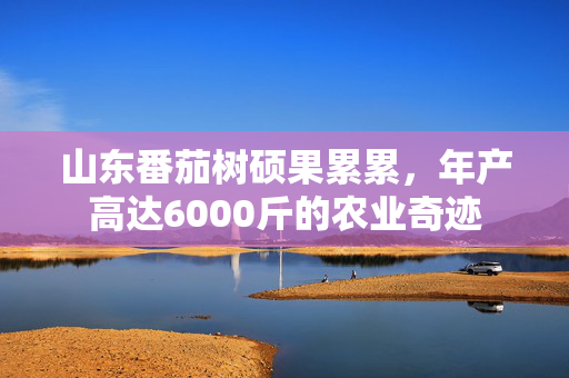 山东番茄树硕果累累，年产高达6000斤的农业奇迹