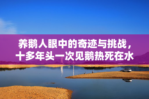 养鹅人眼中的奇迹与挑战，十多年头一次见鹅热死在水里
