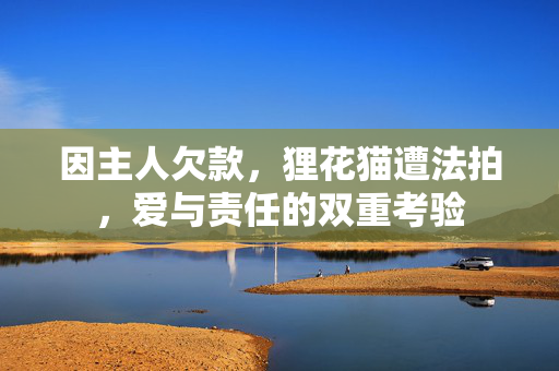 因主人欠款，狸花猫遭法拍，爱与责任的双重考验