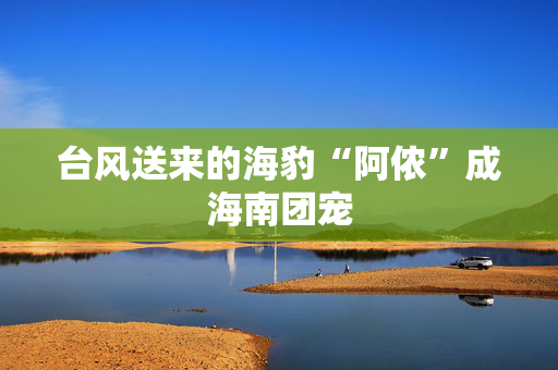 台风送来的海豹“阿侬”成海南团宠