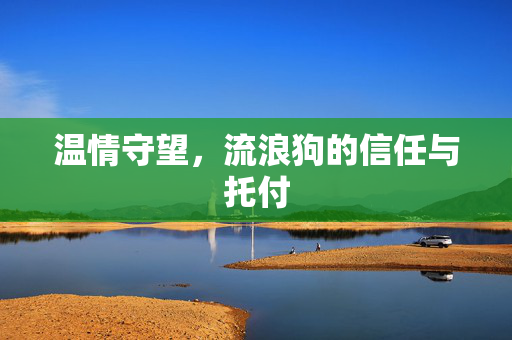 温情守望，流浪狗的信任与托付