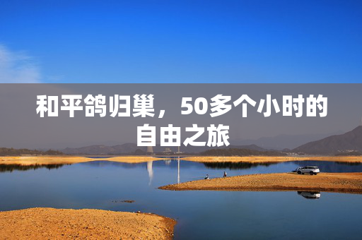 和平鸽归巢，50多个小时的自由之旅
