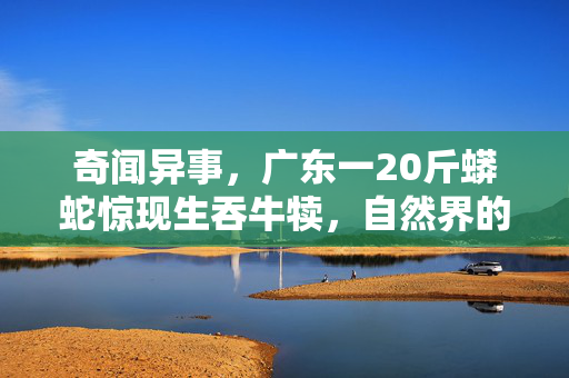 奇闻异事，广东一20斤蟒蛇惊现生吞牛犊，自然界的震撼一幕